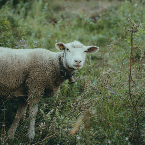 Schaf auf einer Wiese